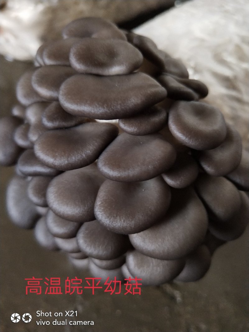 高温审定品种，‘高温皖平’及高温灰色‘伏99’母种，原种