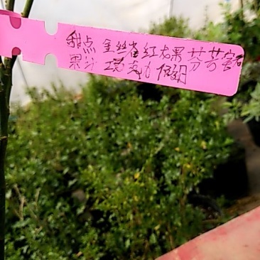 九种颜色树桩棒棒糖