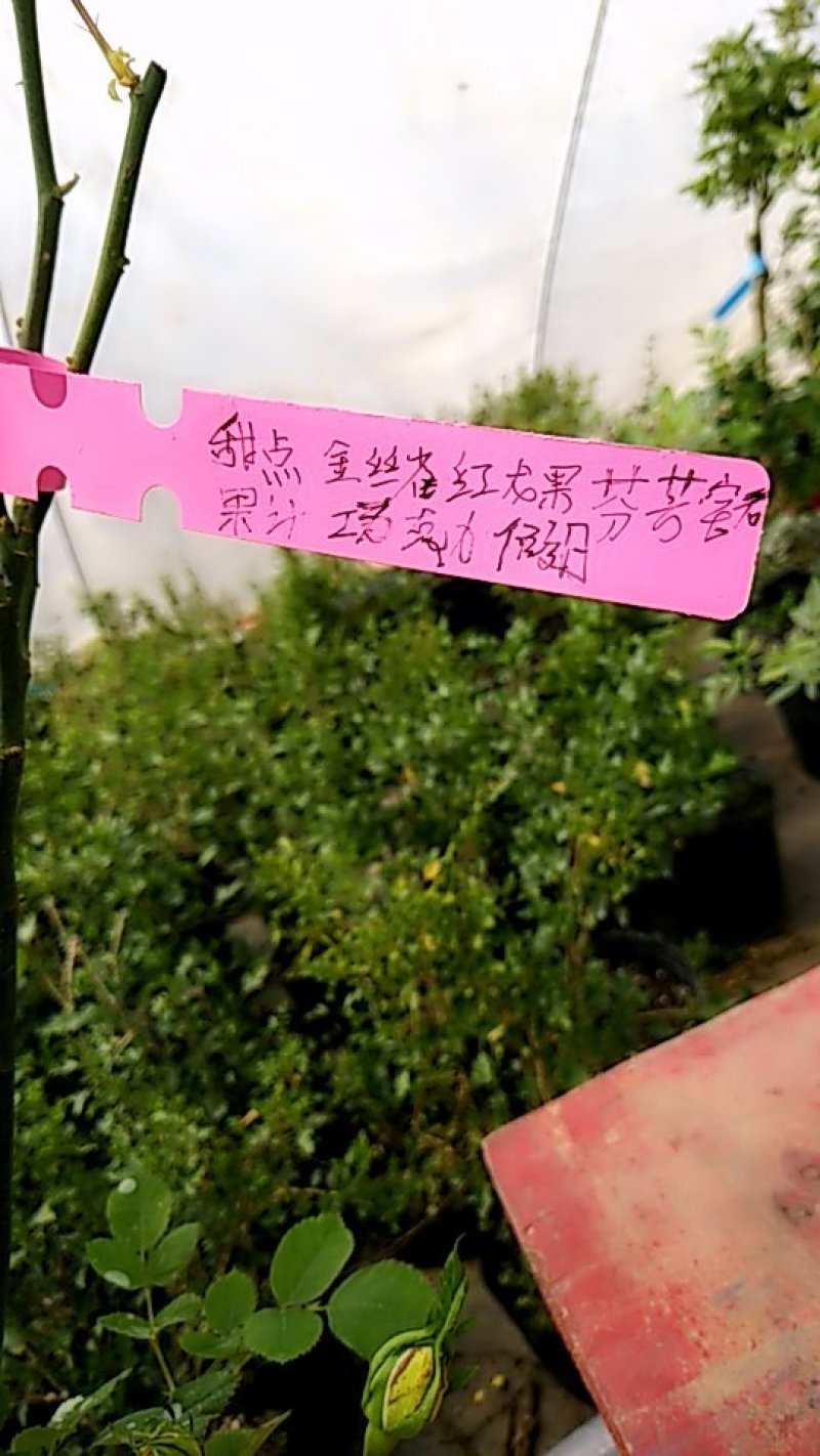 九种颜色树桩棒棒糖