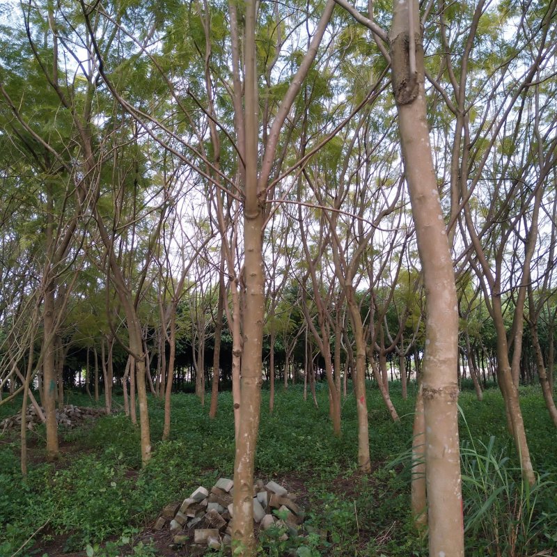 蓝花楹