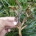 石菖蒲（大别山纯野生石菖蒲）