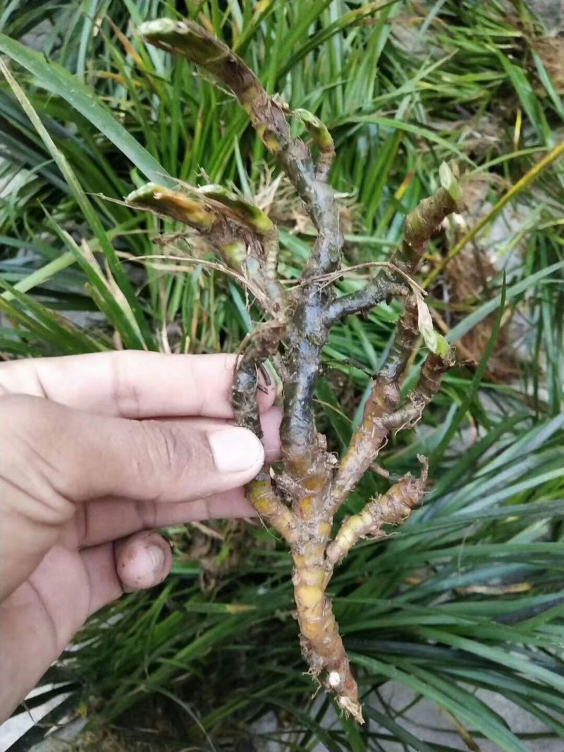 石菖蒲（大别山纯野生石菖蒲）