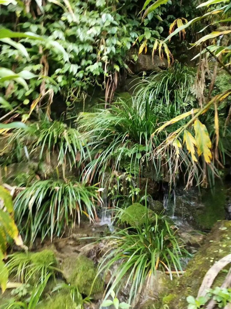 石菖蒲（大别山纯野生石菖蒲）