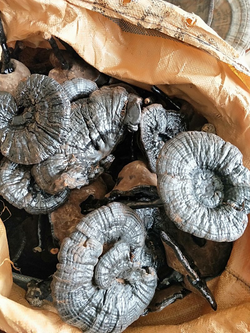 灵芝老树根黑灵芝灵芝粉山区老林灵芝，岑王老山老灵芝