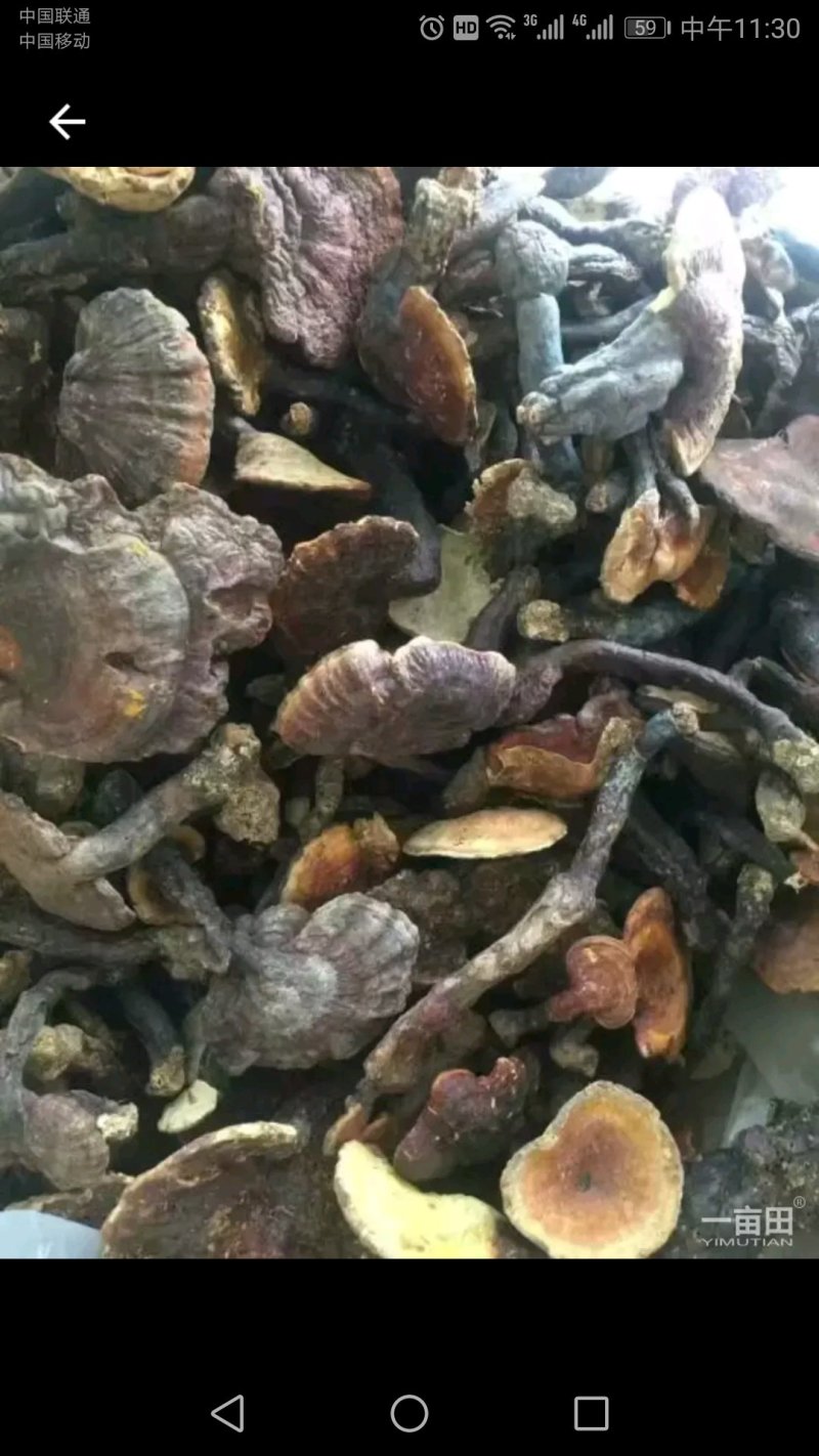 野生灵芝