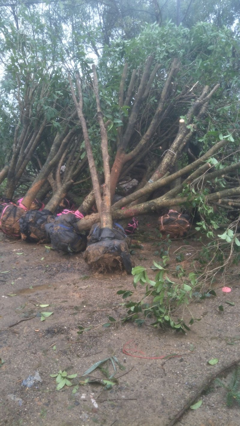 占地12公分，15公分到20公分补偿垃圾桂花树