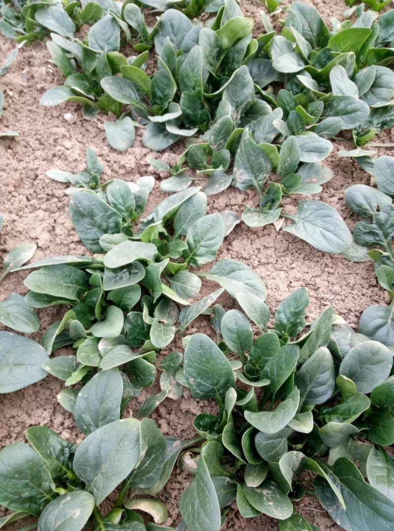 小菠菜帝沃二号