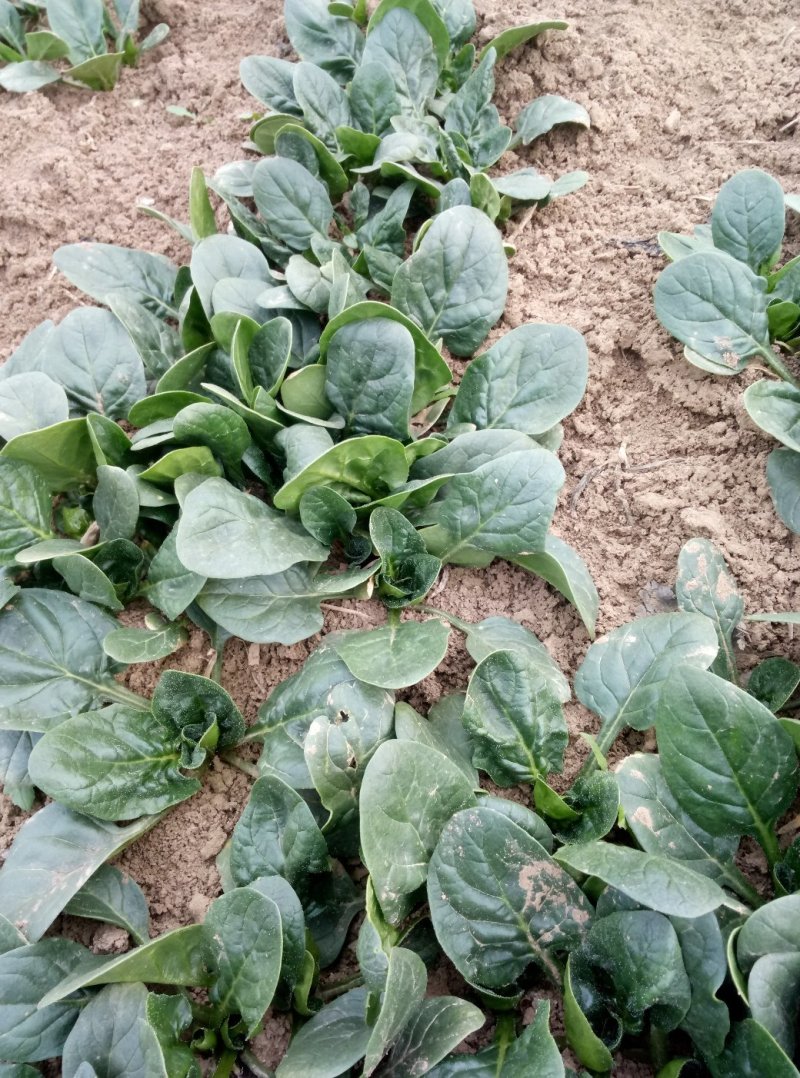 小菠菜帝沃二号