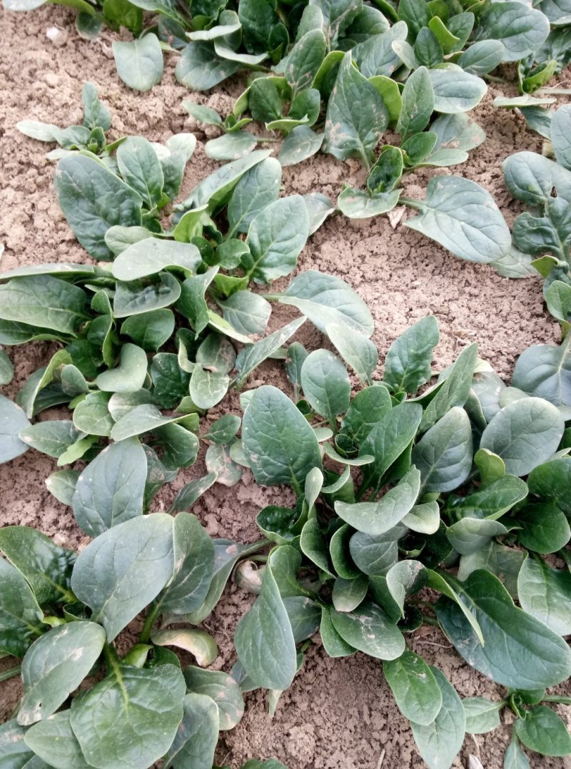 小菠菜帝沃二号