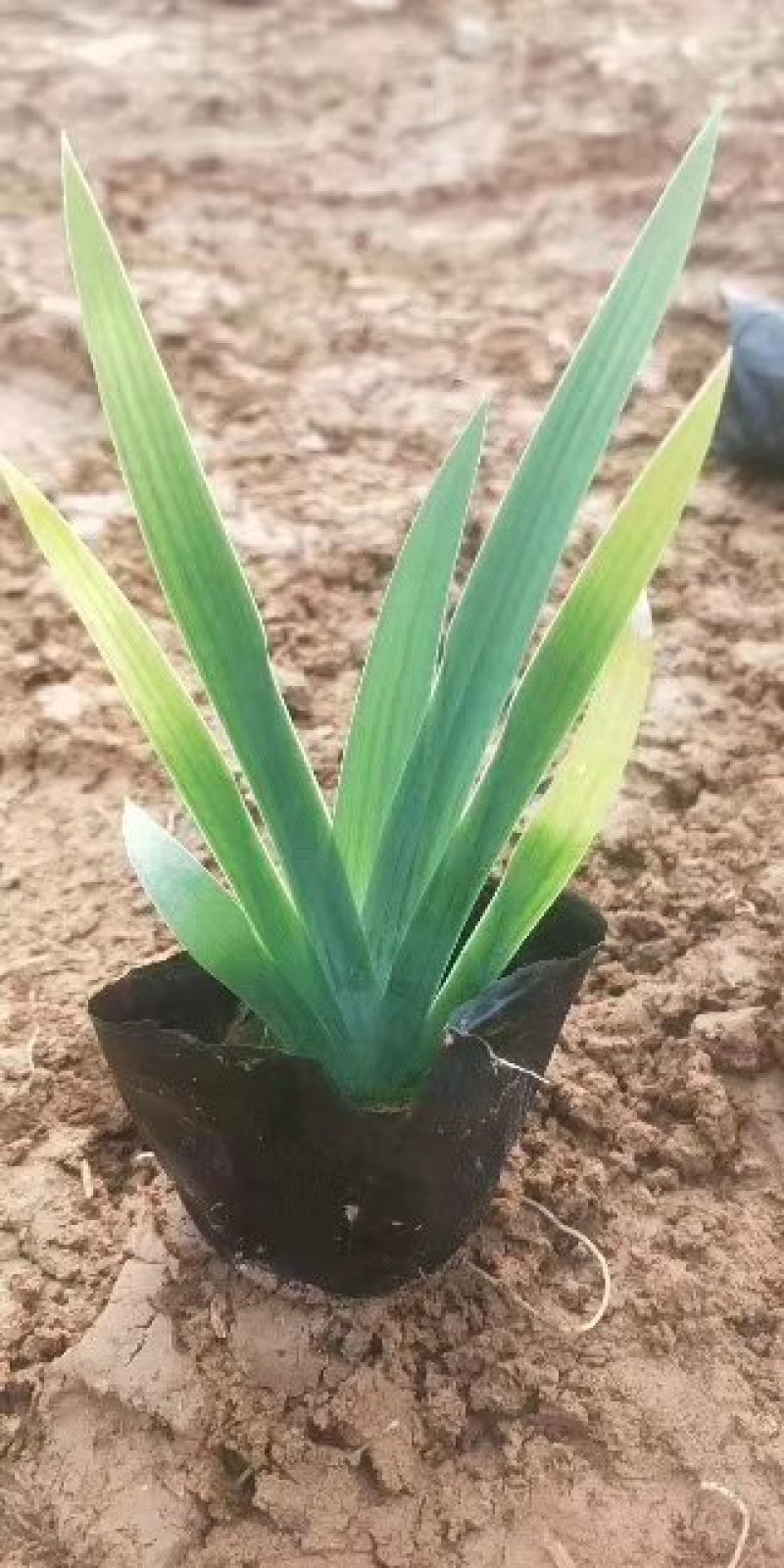 精品鸢尾营养杯苗基地大量现货供应