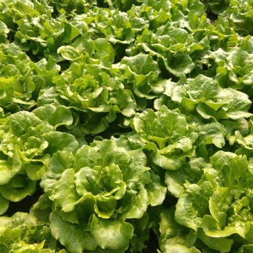 【大棚生菜基地意大利生菜单重7-8两个大翠绿】