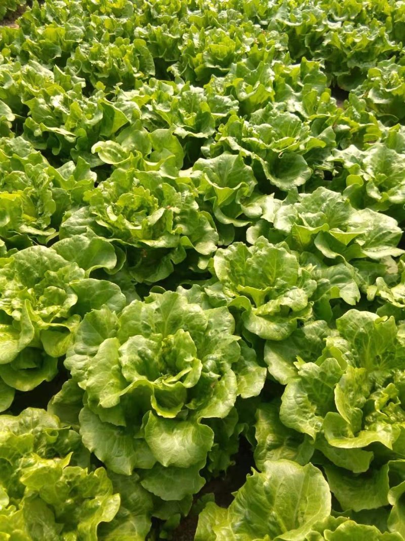 【大棚生菜基地意大利生菜单重7-8两个大翠绿】