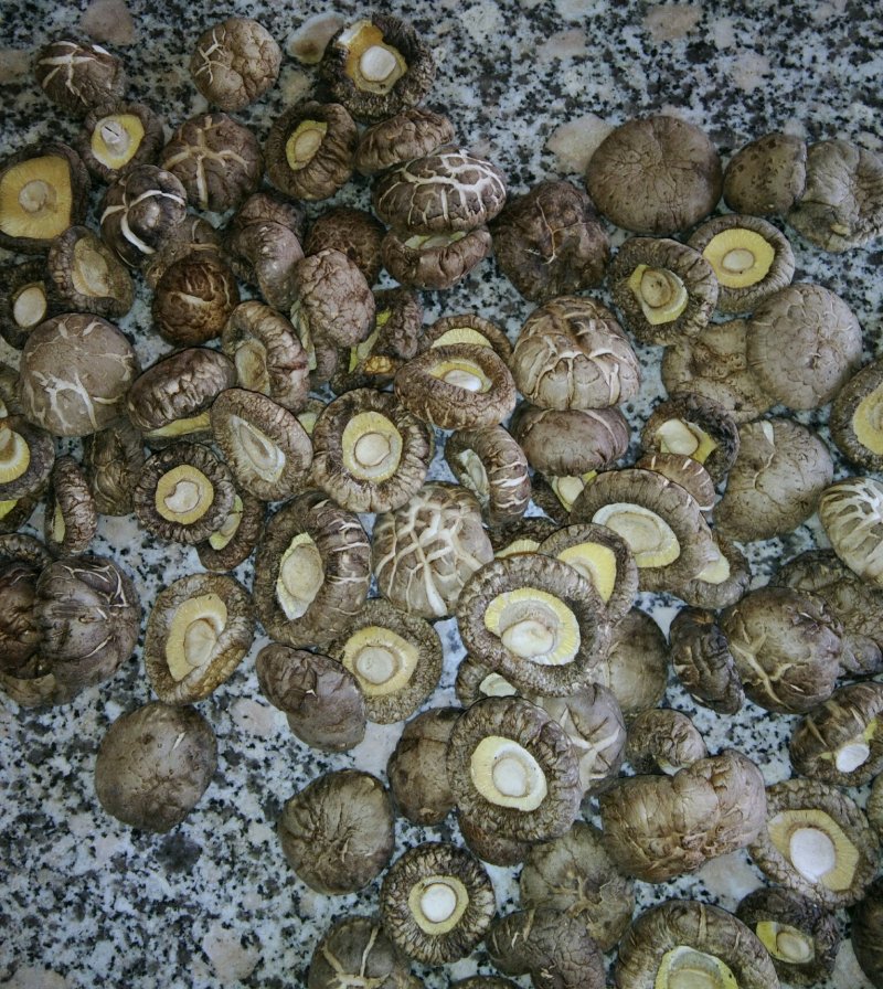 河南内乡春栽袋料肉厚小花菇2.5-3.5菇型漂亮，味香浓