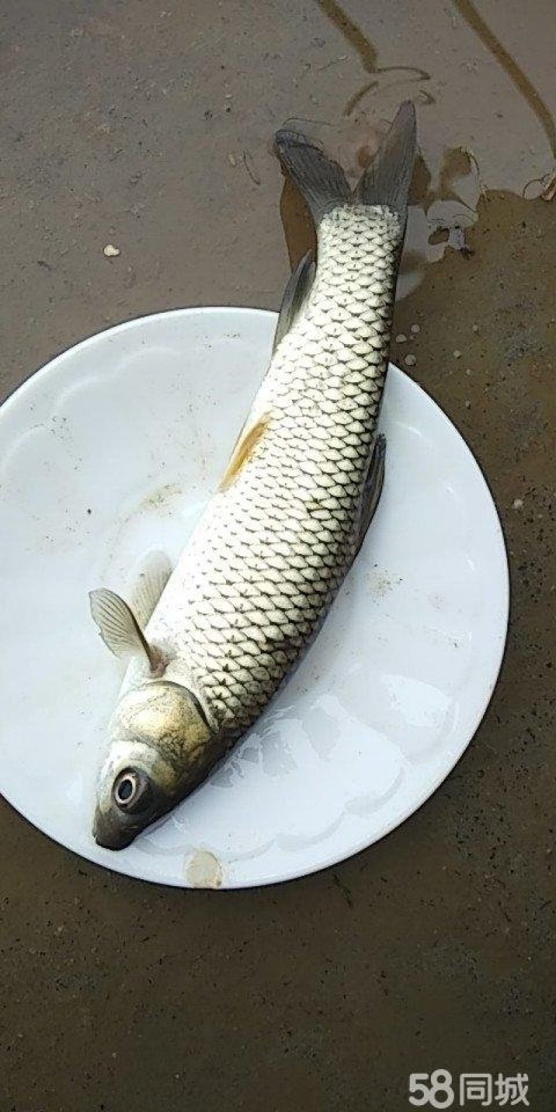 大量低价批发成品草鱼及鱼苗