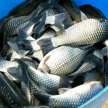 大量低价批发中科三号鲫鱼