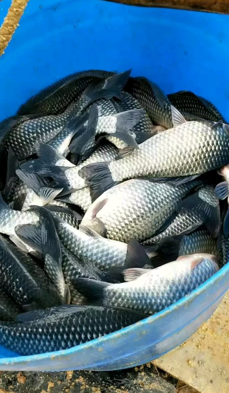 大量低价批发中科三号鲫鱼