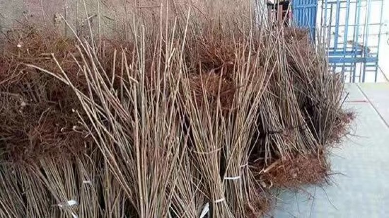 红油椿树苗