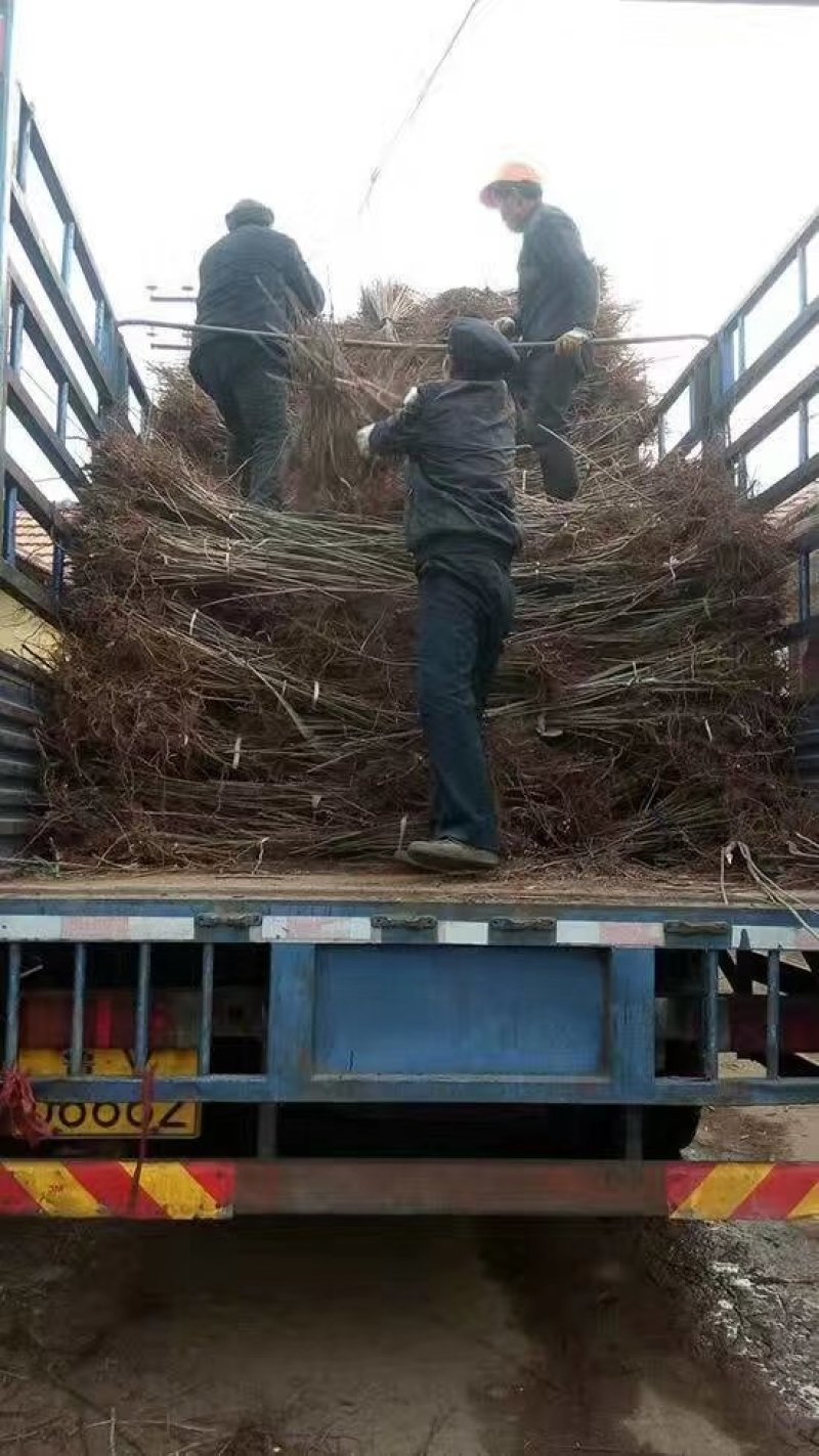 红油椿树苗