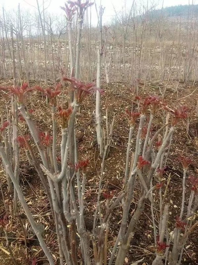 红油椿树苗