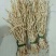 纯野生折耳根鱼腥草3斤29.9包邮