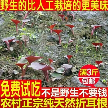 纯野生折耳根鱼腥草3斤29.9包邮