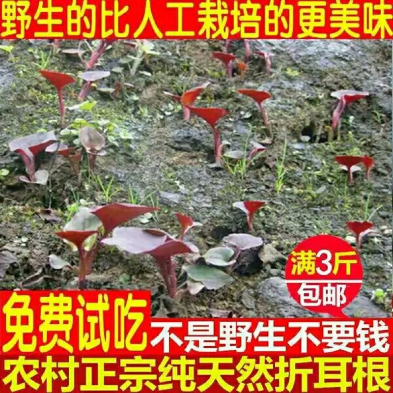 纯野生折耳根鱼腥草3斤29.9包邮