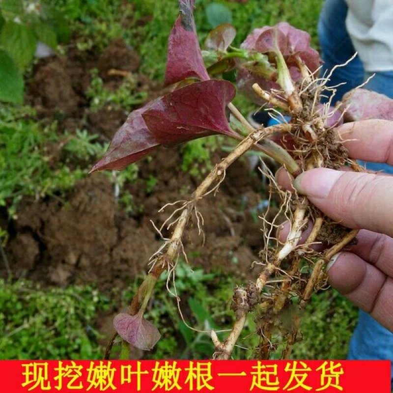 纯野生折耳根鱼腥草3斤29.9包邮