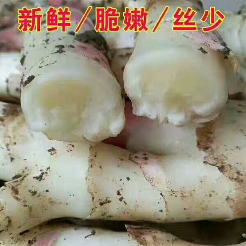 托口酸辣生姜2瓶装3种口味选择