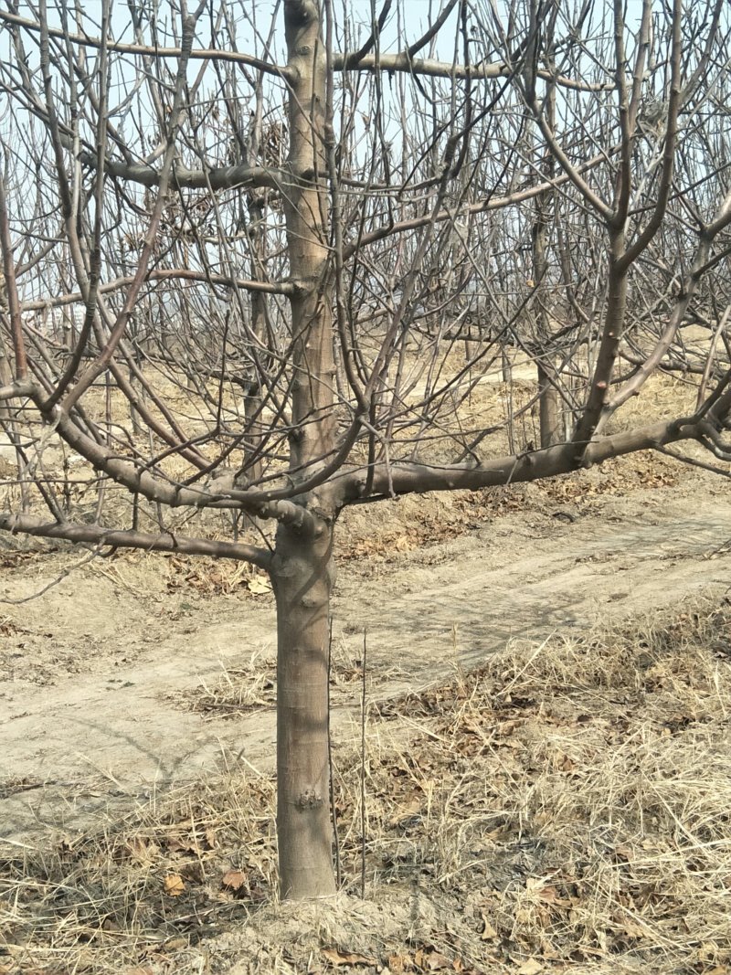 出售占地苹果树桃树5～12公分苹果树15元桃树8元颗一颗
