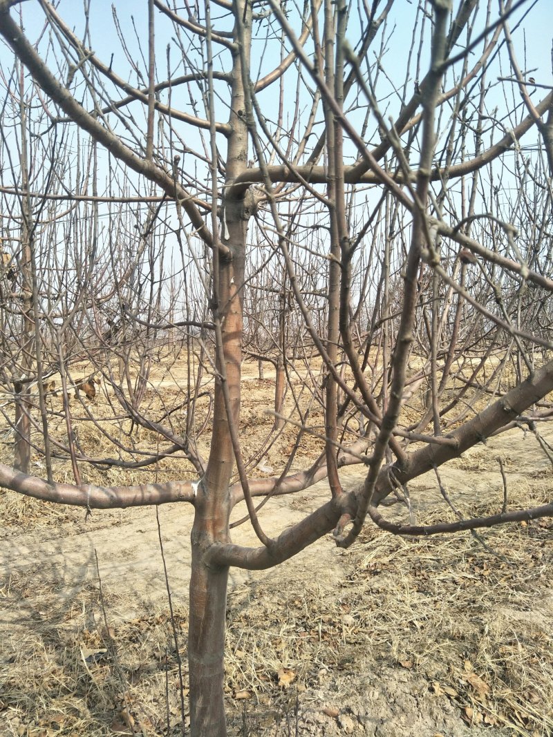 出售占地苹果树桃树5～12公分苹果树15元桃树8元颗一颗