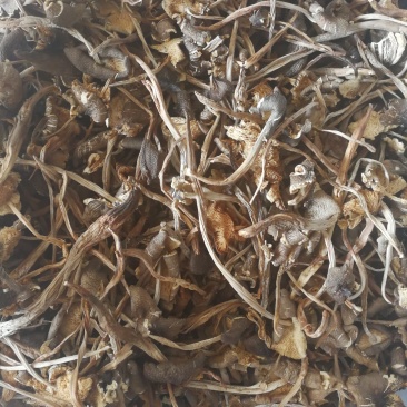 鸡枞菌