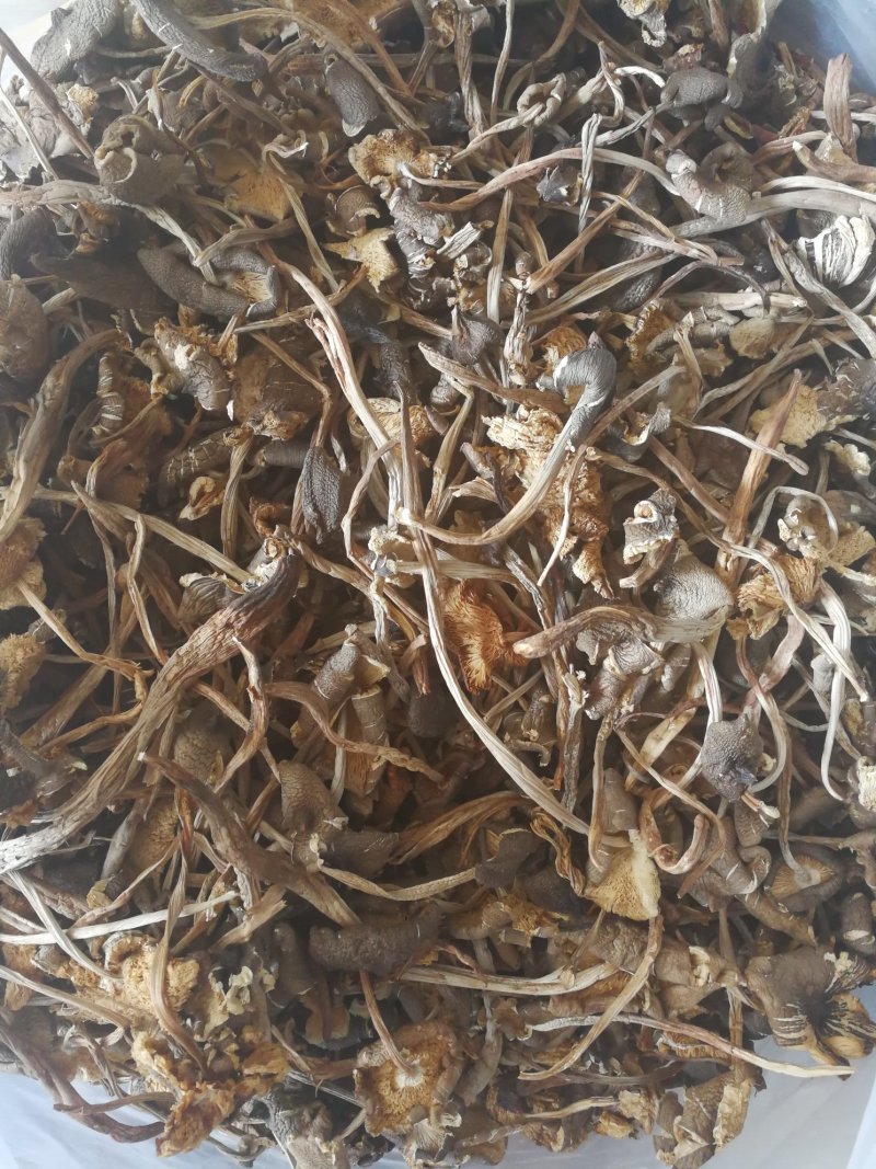 鸡枞菌
