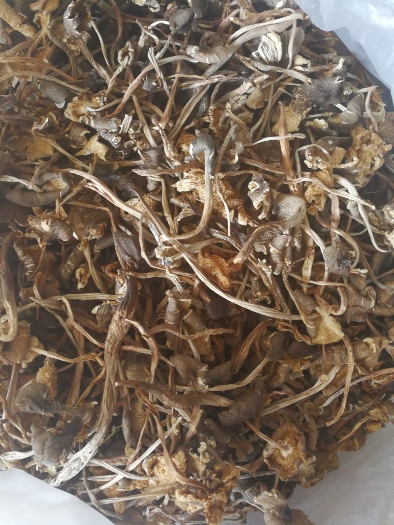 鸡枞菌