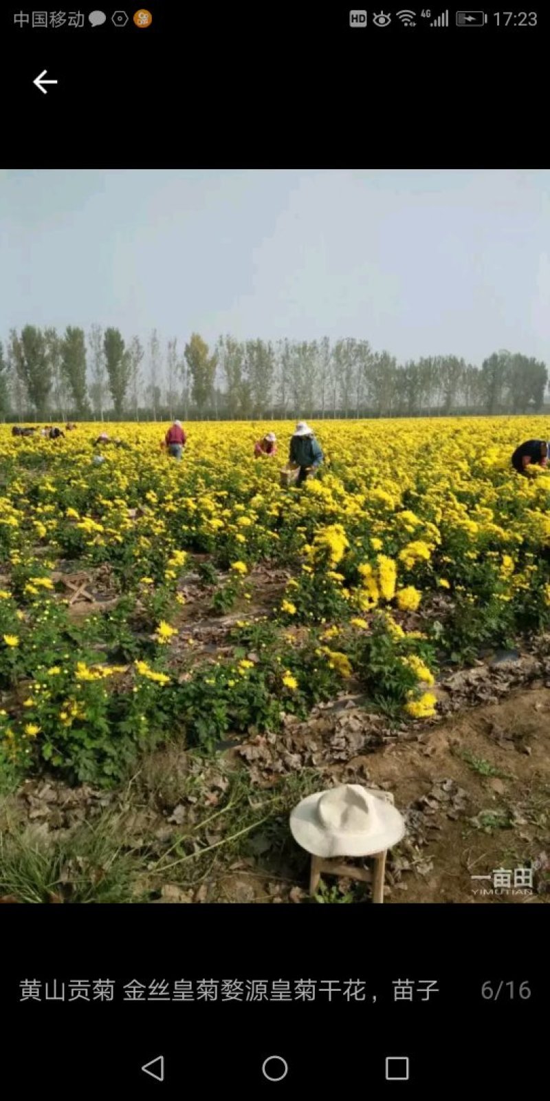 菊花金丝皇菊婺源皇菊