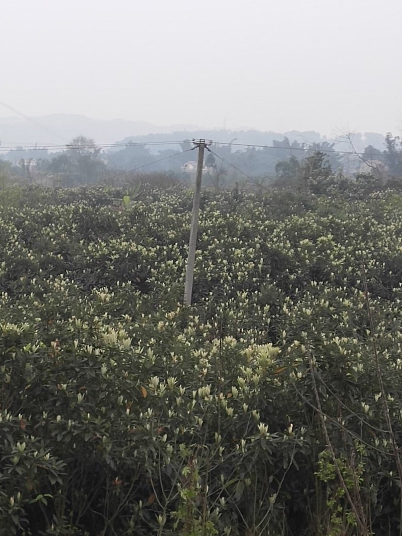 枇杷3-5大量供应