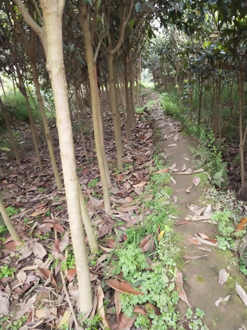 枇杷3-5大量供应