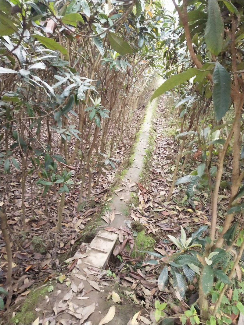 枇杷3-5大量供应