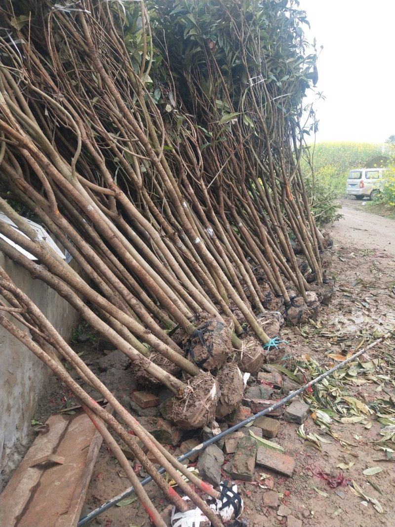 枇杷3-5大量供应