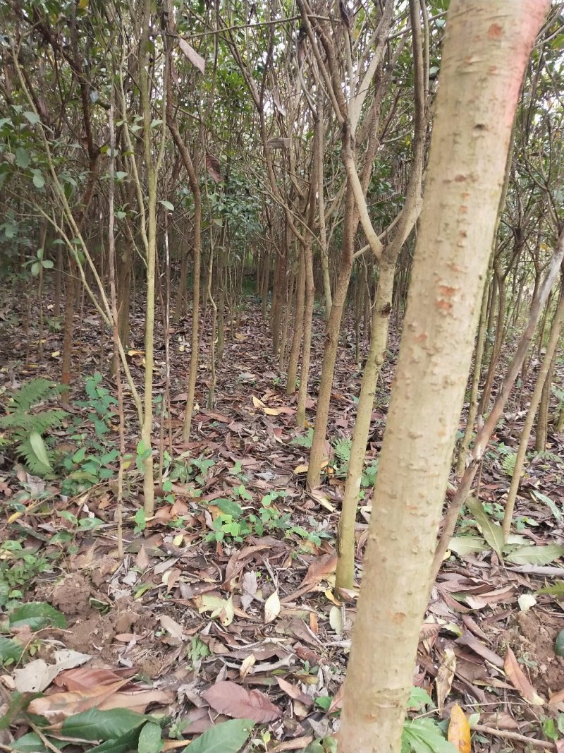 枇杷3-5大量供应