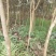 枇杷3-5大量供应