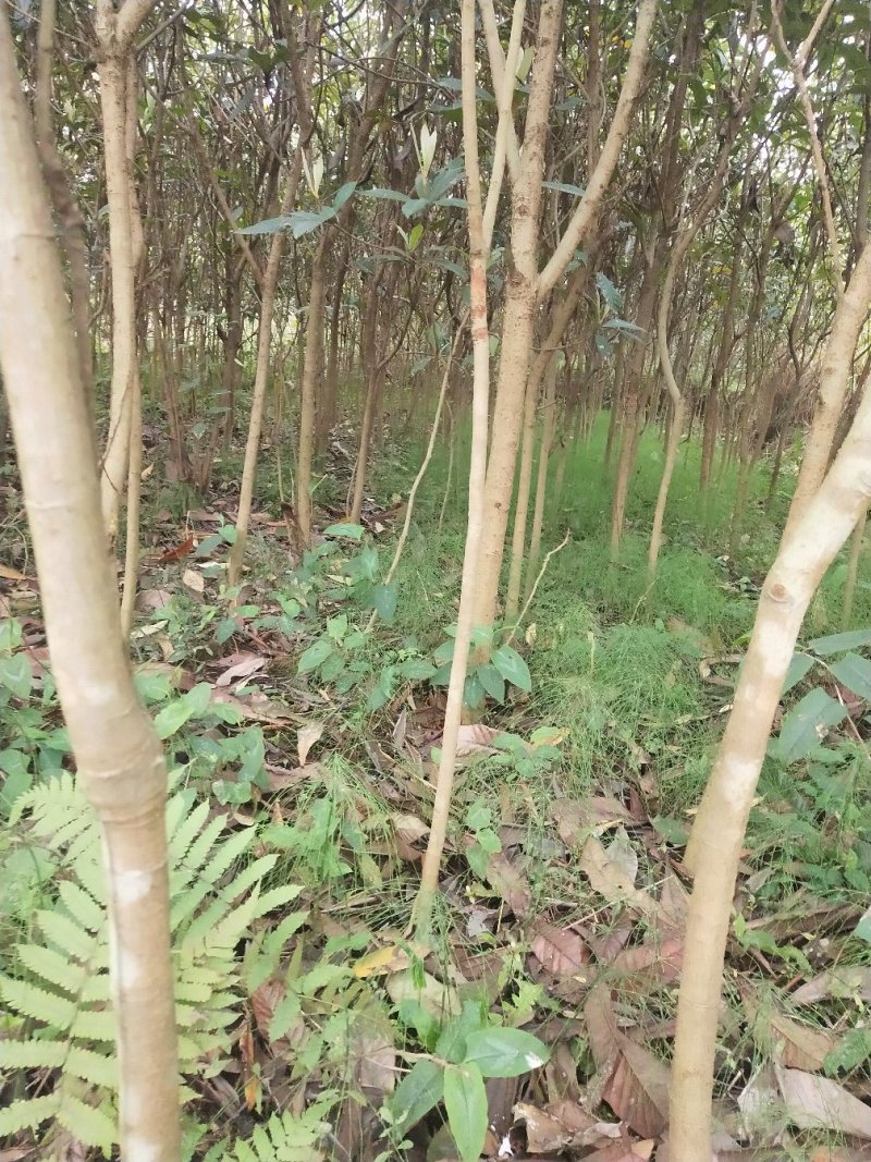 枇杷3-5大量供应