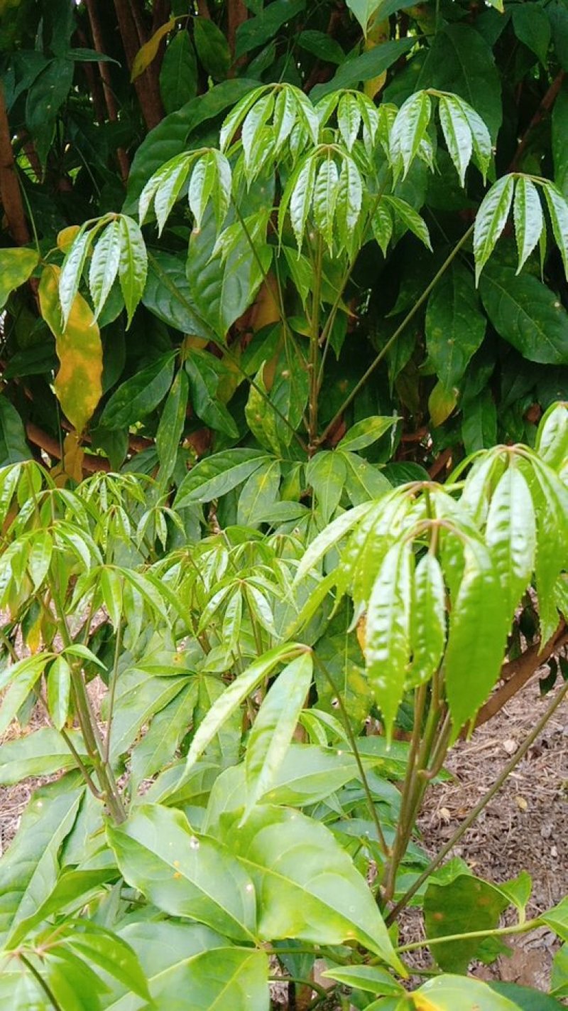 云南这边的火林菜