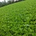 徐闻县基地精品包心芥菜