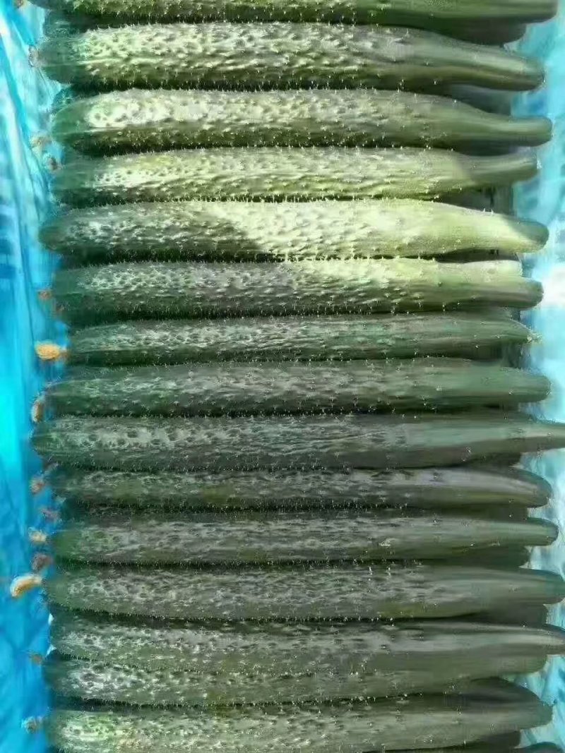 嫁接油黄瓜，密刺黄瓜。干花带刺，鲜花带刺30/40cm