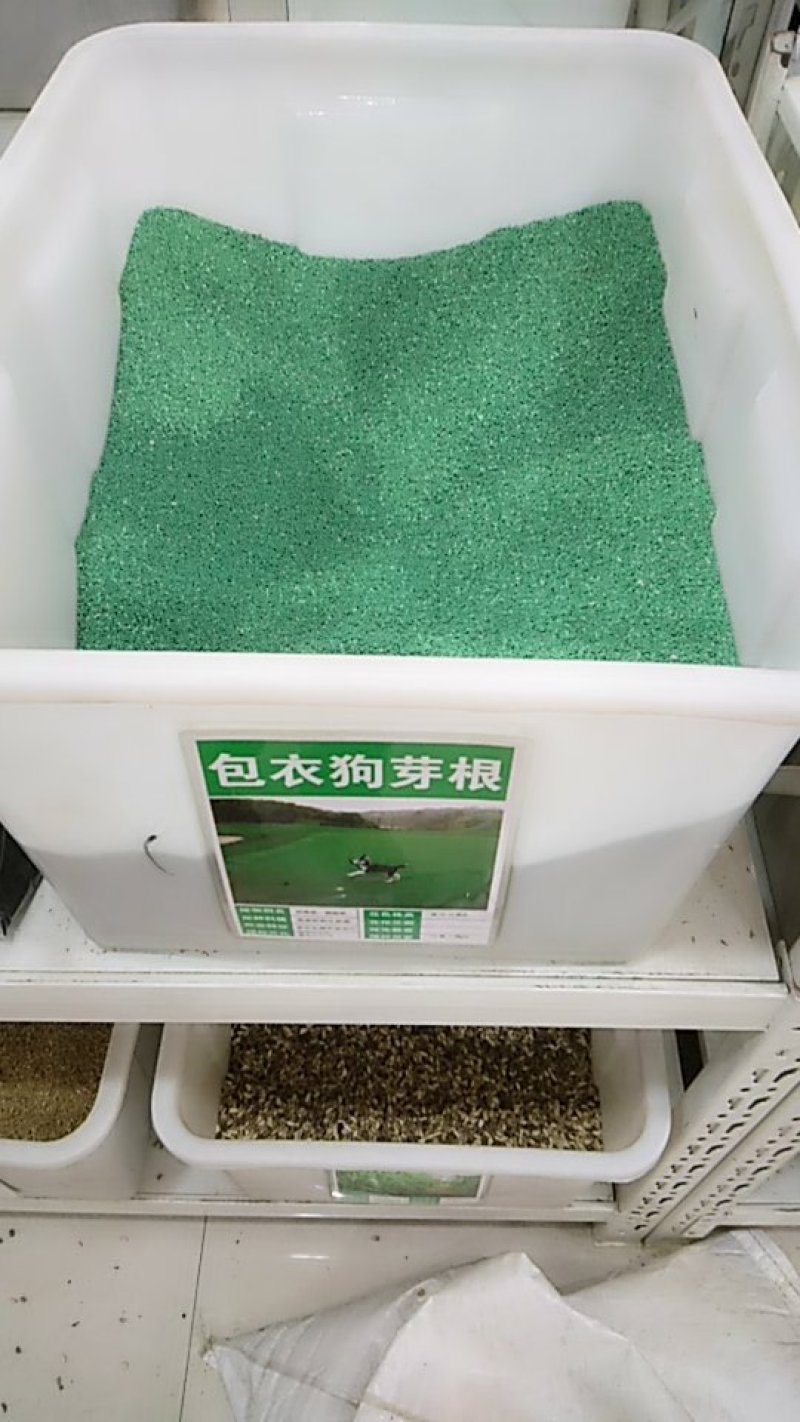草坪种子包衣狗牙根种子35-40斤/亩耐旱耐践踏