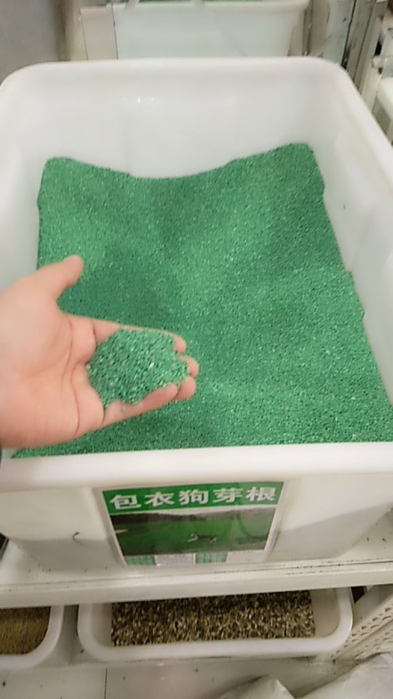 草坪种子包衣狗牙根种子35-40斤/亩耐旱耐践踏