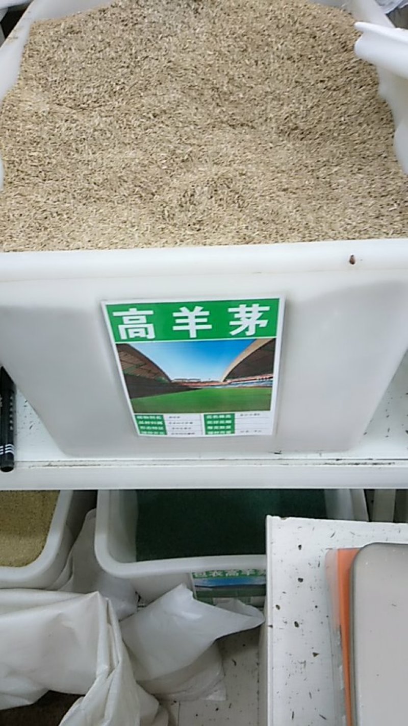 高羊茅草籽进口耐践踏庭院护坡绿化草皮25斤/亩