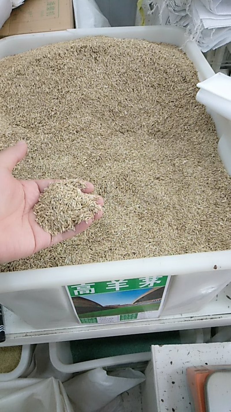 高羊茅草籽进口耐践踏庭院护坡绿化草皮25斤/亩