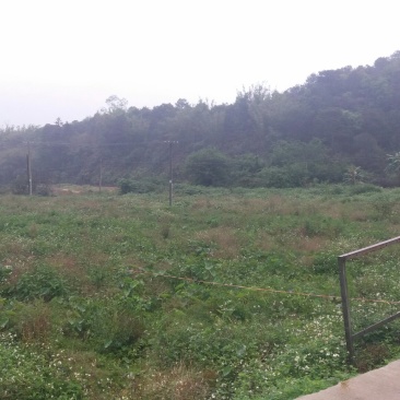 荒弃田地寻租