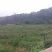 荒弃田地寻租